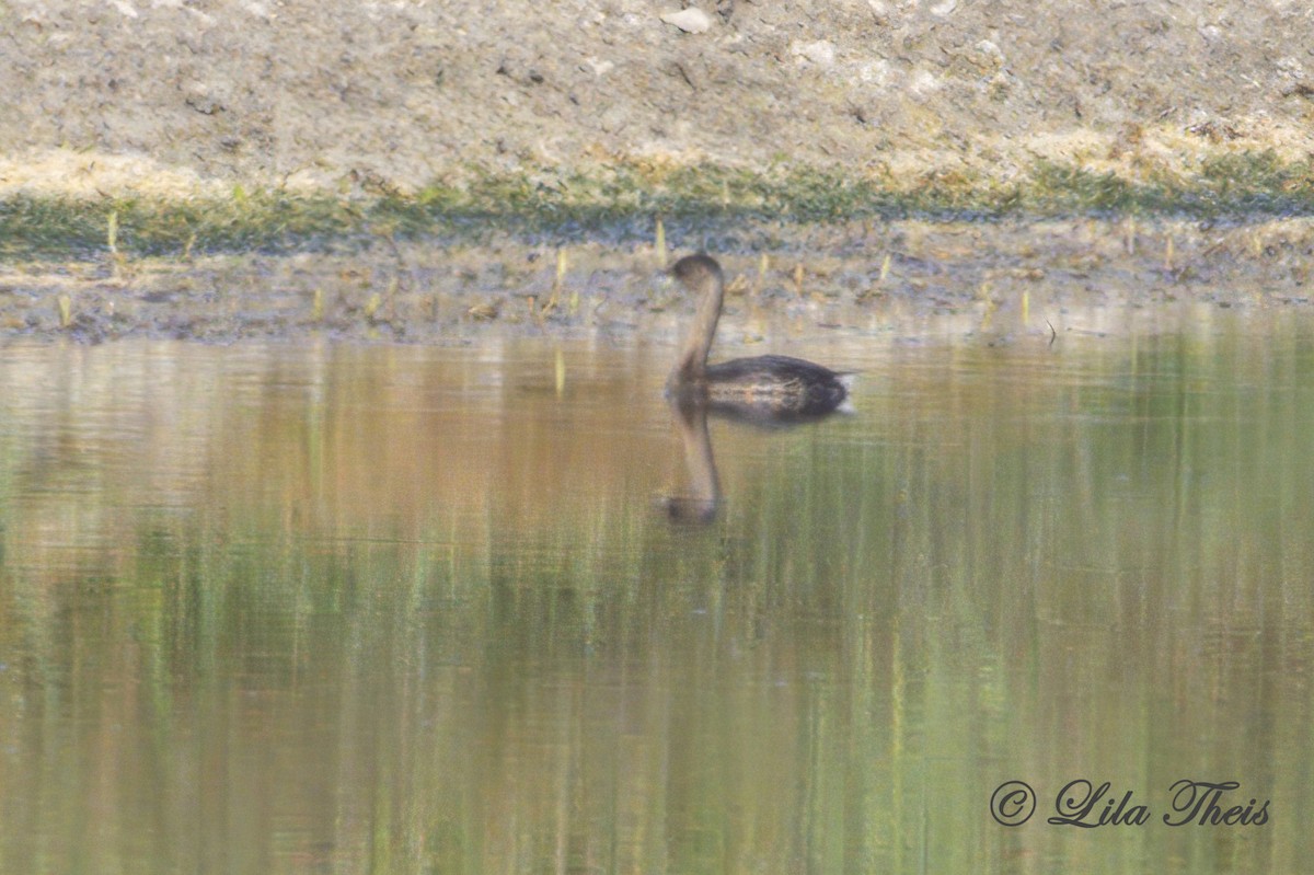 Pied-billed Grebe - ML624130941