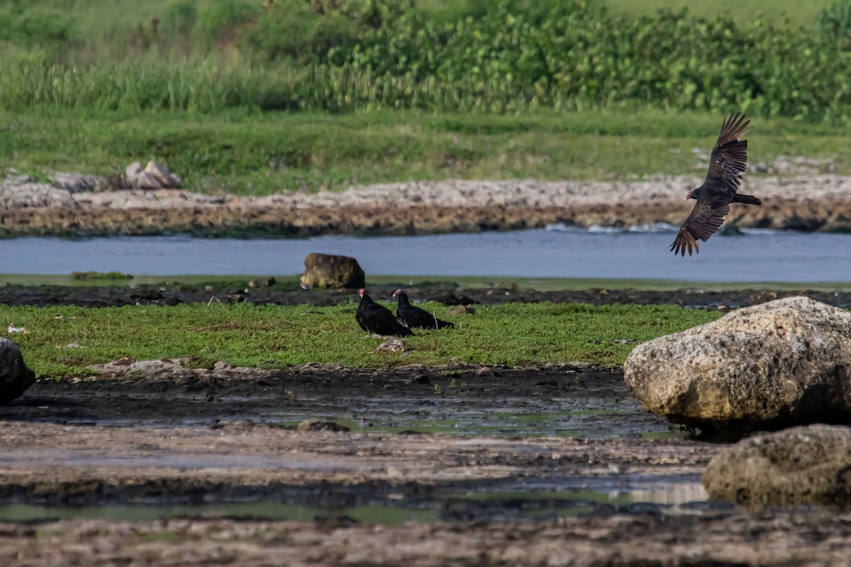 Turkey Vulture - ML624130952