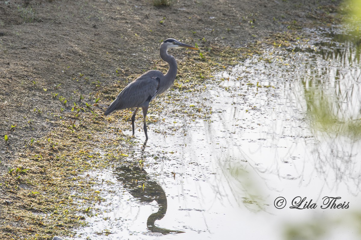 Great Blue Heron - ML624130962