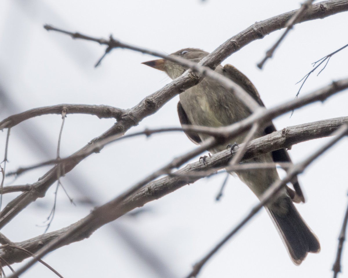 Western Wood-Pewee - ML624130966