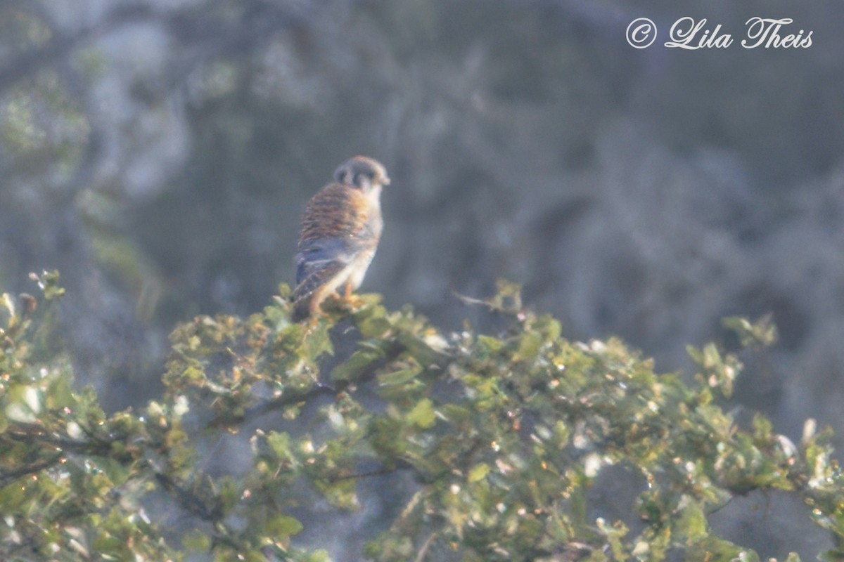 American Kestrel - ML624130978