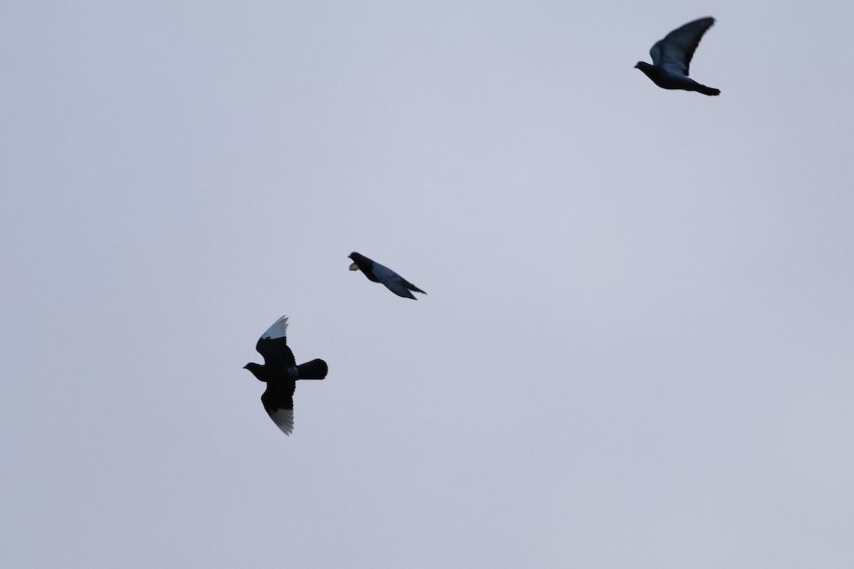 Rock Pigeon (Feral Pigeon) - ML624130991