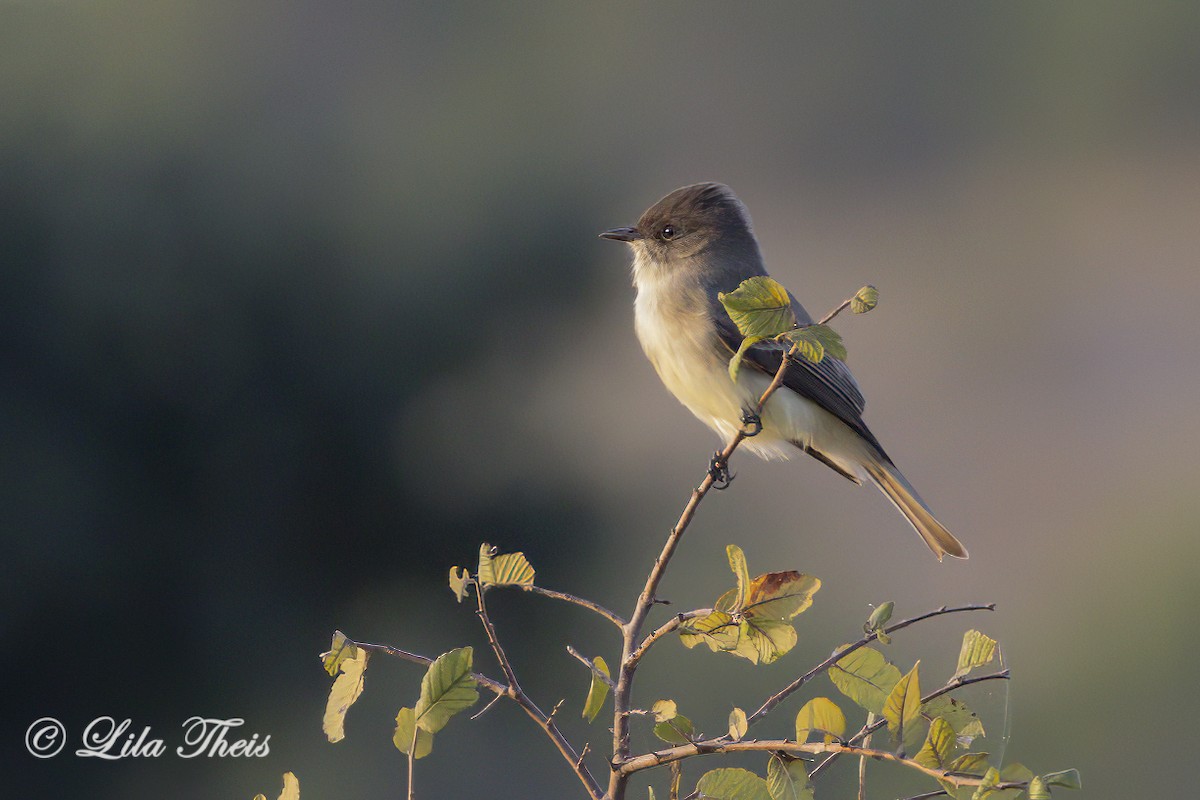 Eastern Phoebe - ML624130999