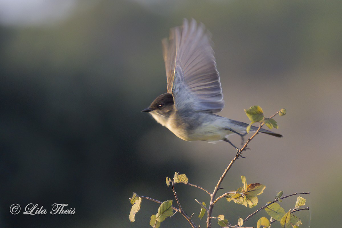 Eastern Phoebe - ML624131000