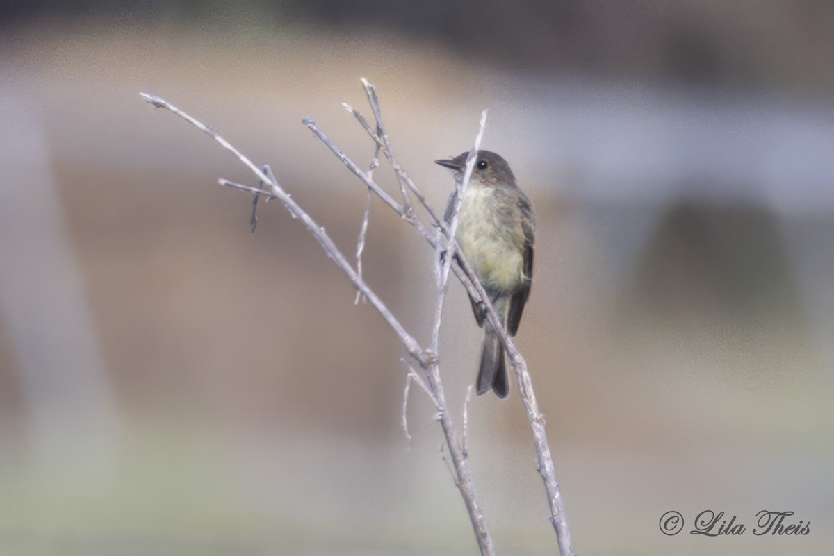 Eastern Phoebe - ML624131001