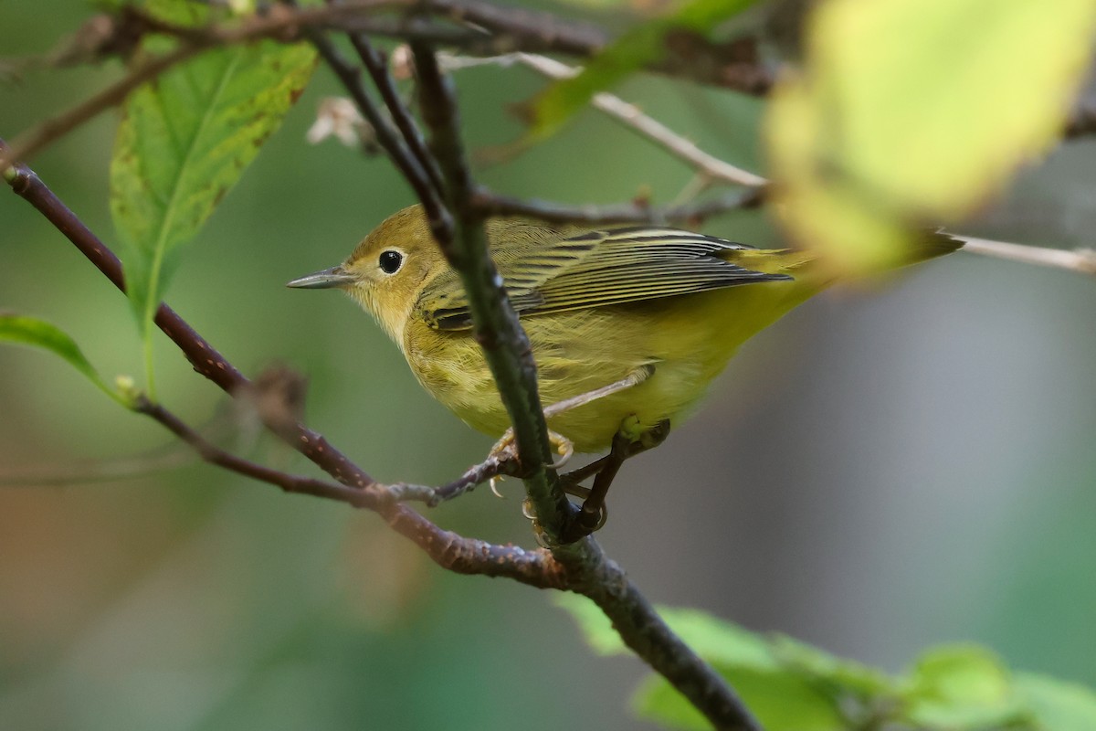 Yellow Warbler - ML624131012