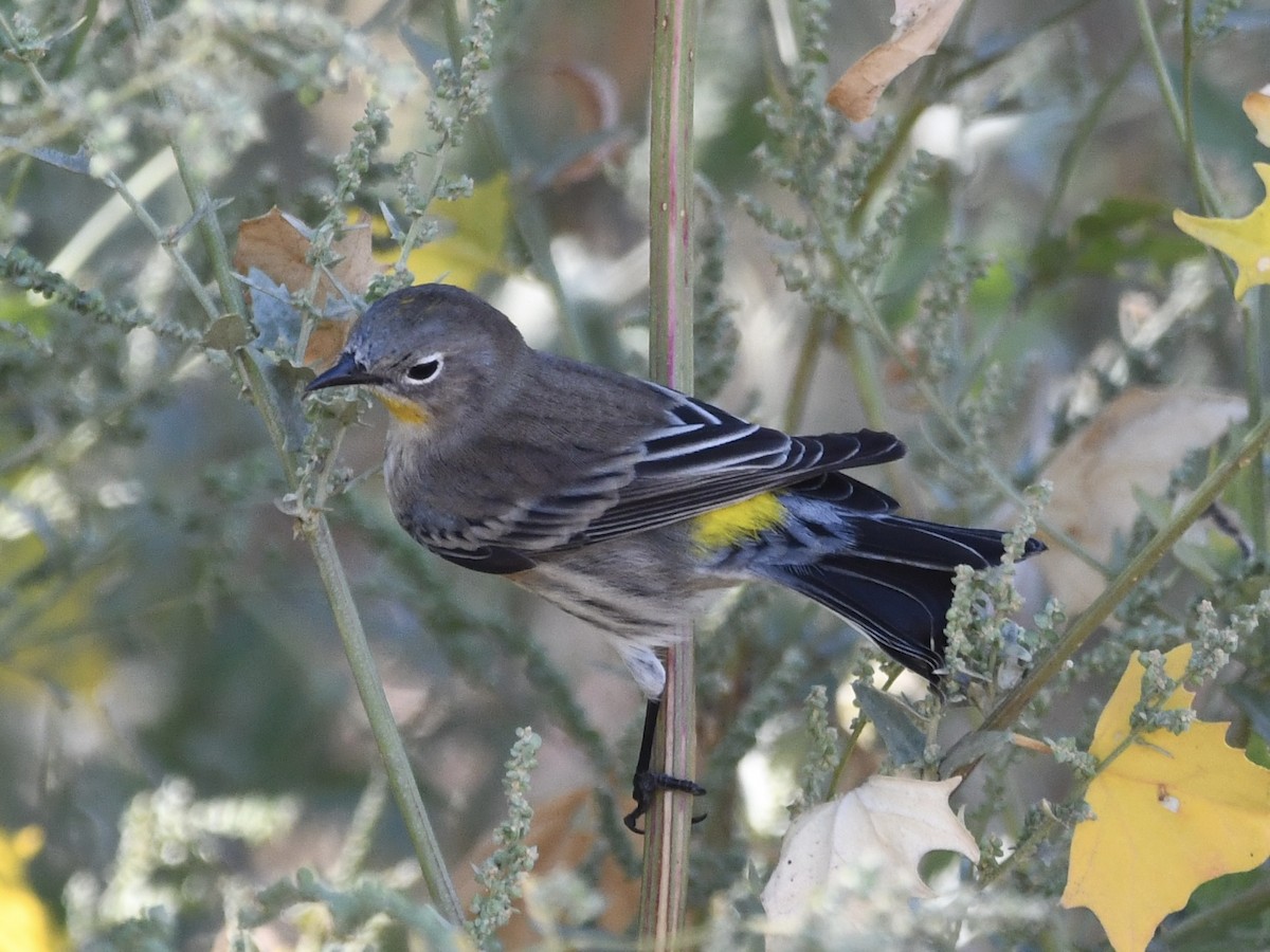 Yellow-rumped Warbler - Shiraz Vira