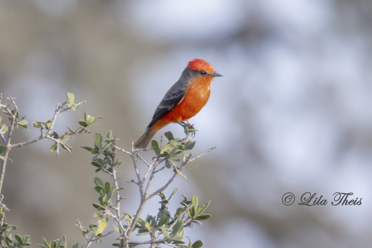 Vermilion Flycatcher - ML624131020