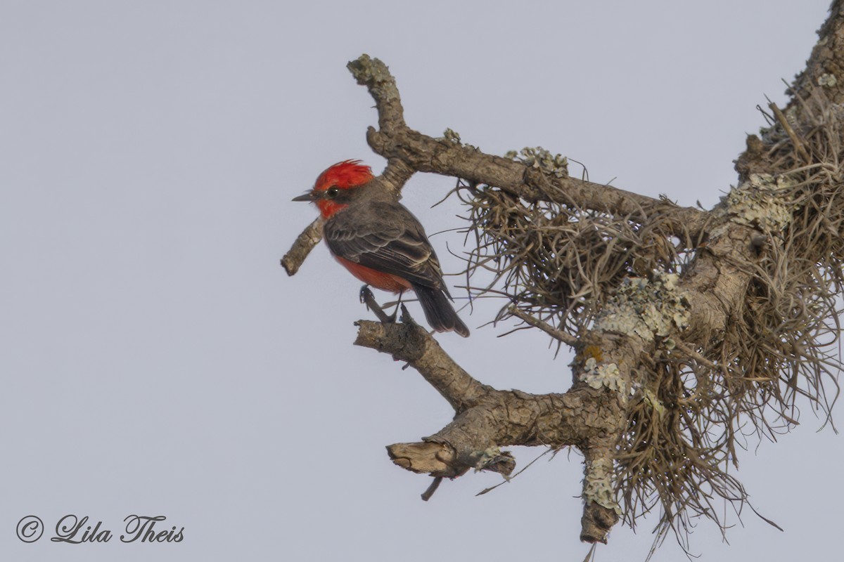 Vermilion Flycatcher - ML624131021