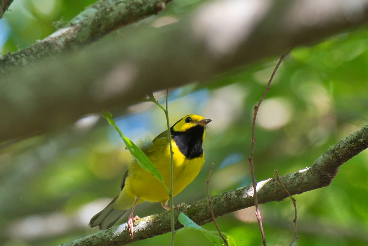 Hooded Warbler - ML624131032