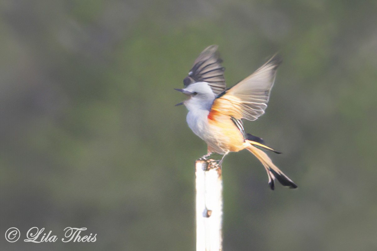 Scissor-tailed Flycatcher - ML624131034