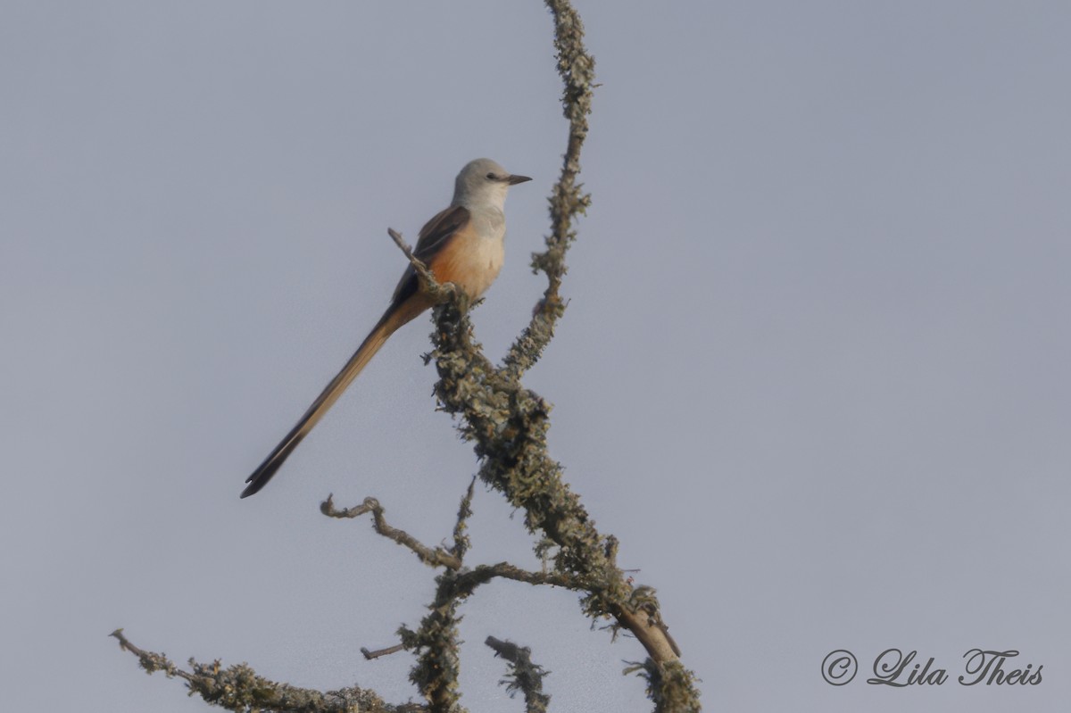 Scissor-tailed Flycatcher - ML624131035