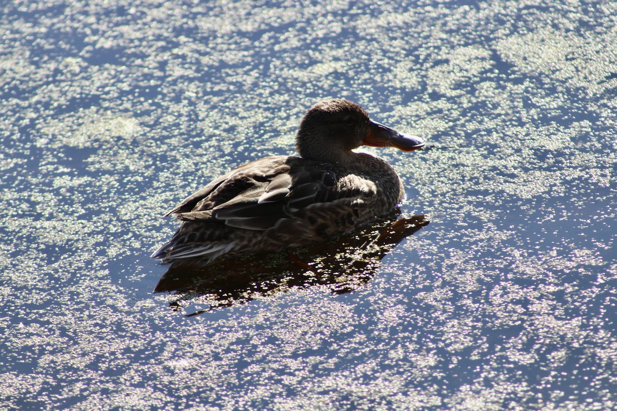 Northern Shoveler - Anne R.