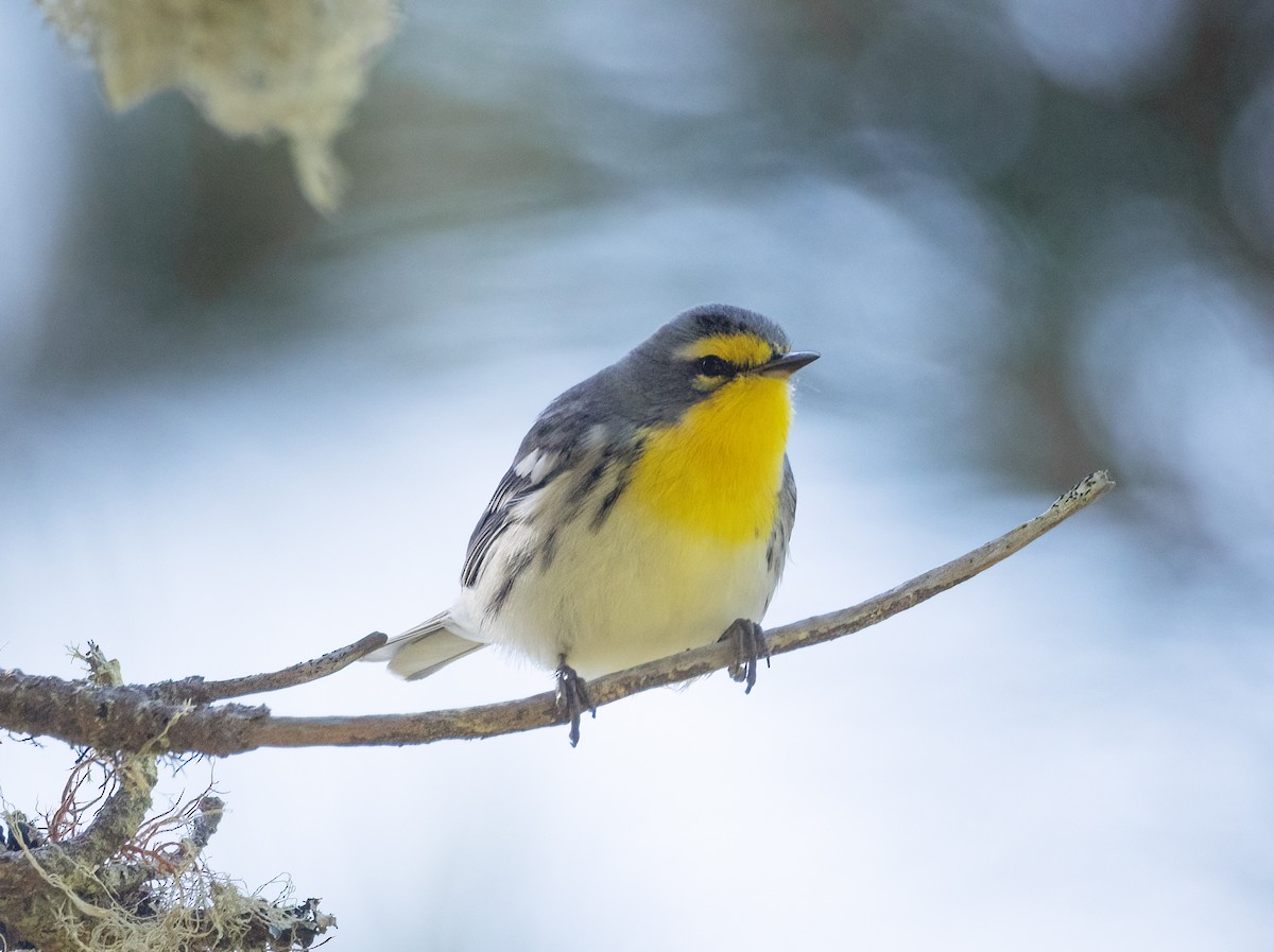 Grace's Warbler - ML624131039