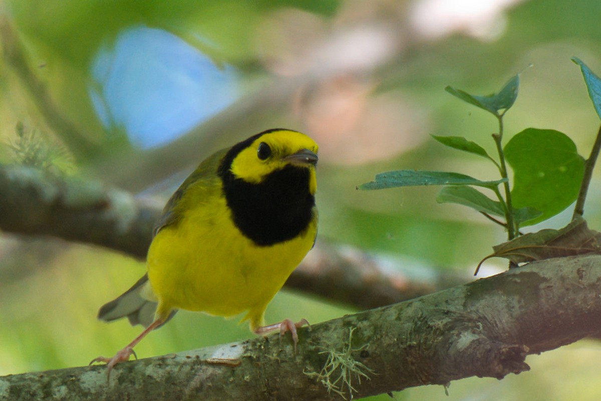 Hooded Warbler - Donald Fullmer