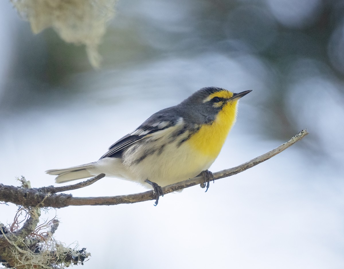 Grace's Warbler - ML624131044