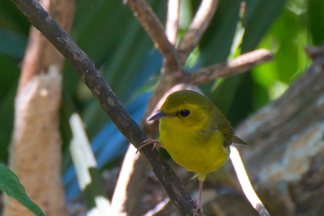 Hooded Warbler - ML624131049