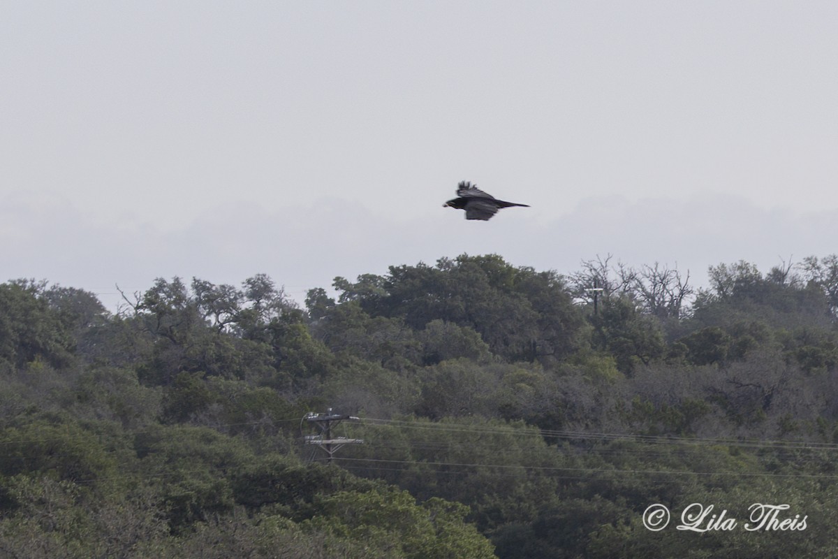 Common Raven - ML624131051