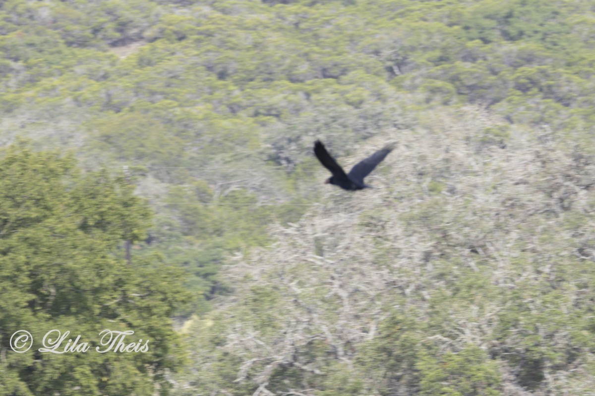 Common Raven - ML624131052