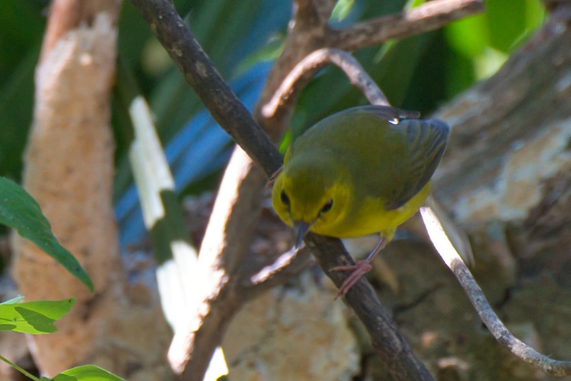 Hooded Warbler - ML624131053