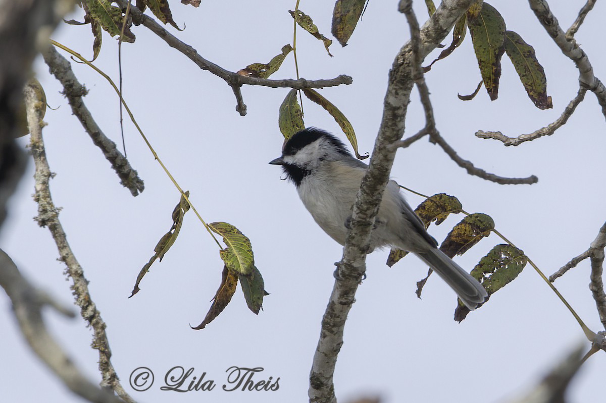 Carolina Chickadee - ML624131064