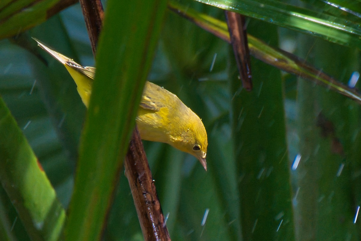 Yellow Warbler - ML624131073