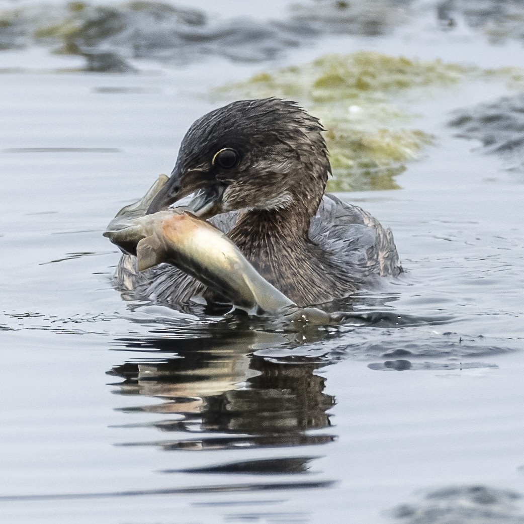 Pied-billed Grebe - ML624131076