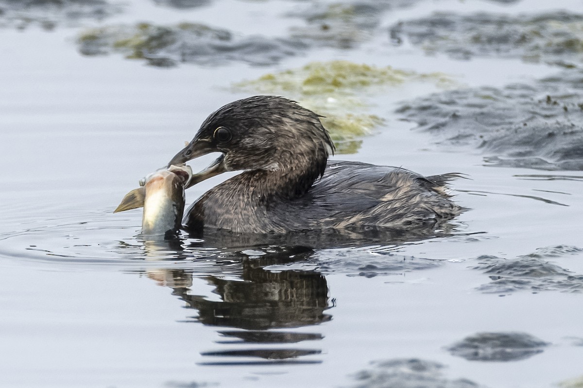 Pied-billed Grebe - ML624131077