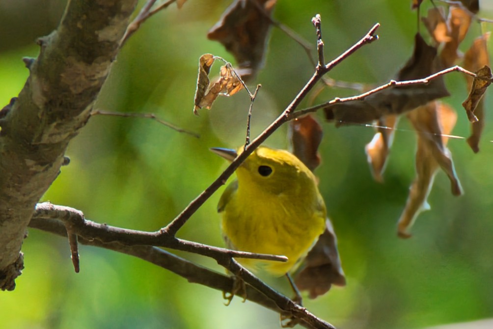 Yellow Warbler - ML624131086