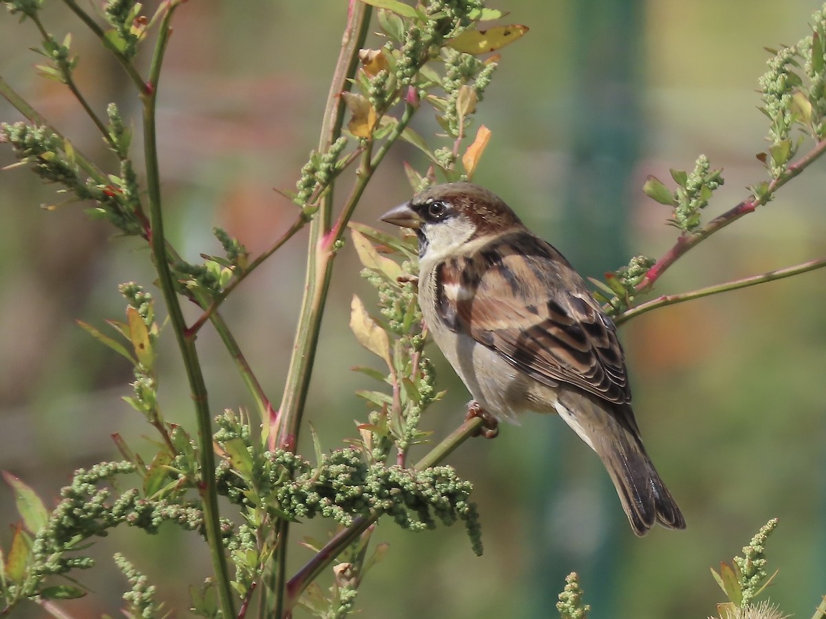 Moineau domestique - ML624131088