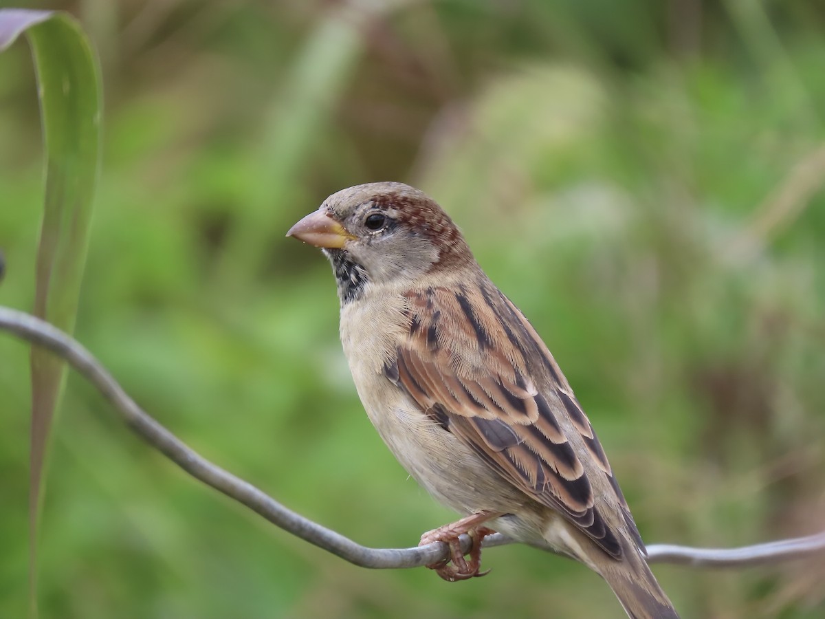 Moineau domestique - ML624131090