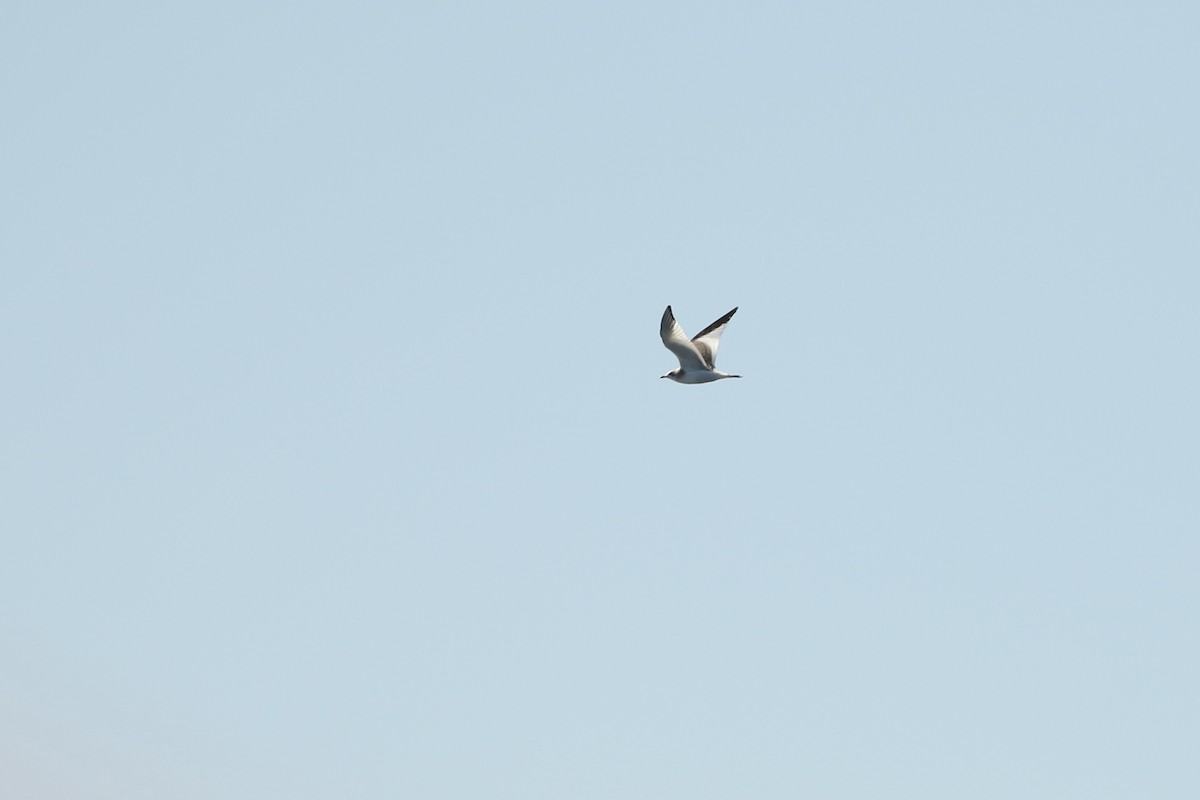 Mouette de Sabine - ML624131091