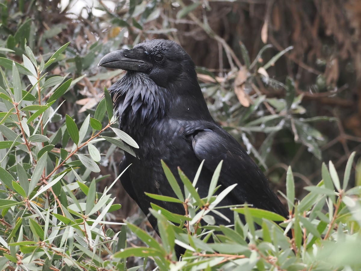 Common Raven - ML624131096