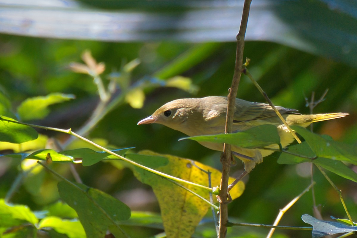 Yellow Warbler - ML624131101