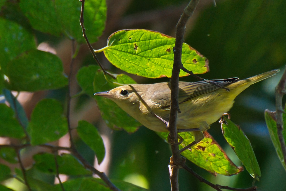 Yellow Warbler - ML624131108