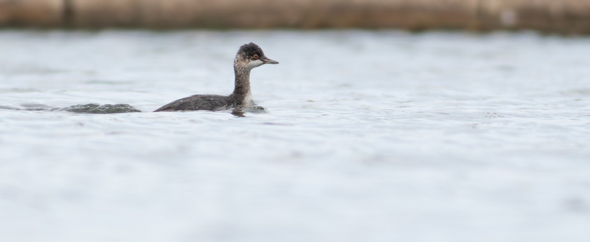 Eared Grebe - ML624131110