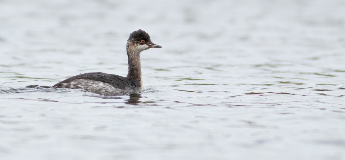 Eared Grebe - ML624131111