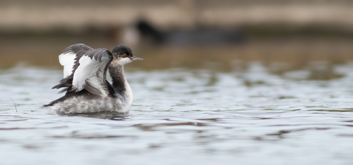 Eared Grebe - ML624131112