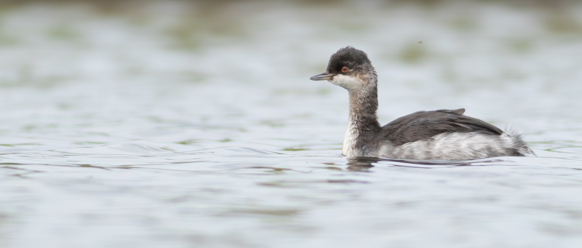 Eared Grebe - ML624131113