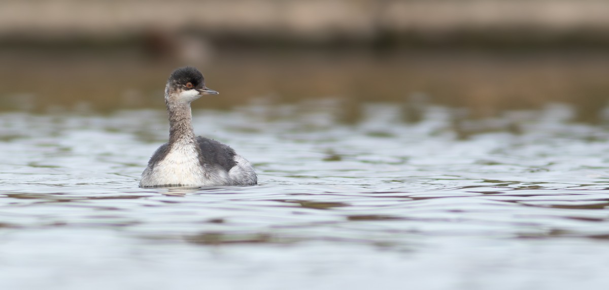 Eared Grebe - ML624131114