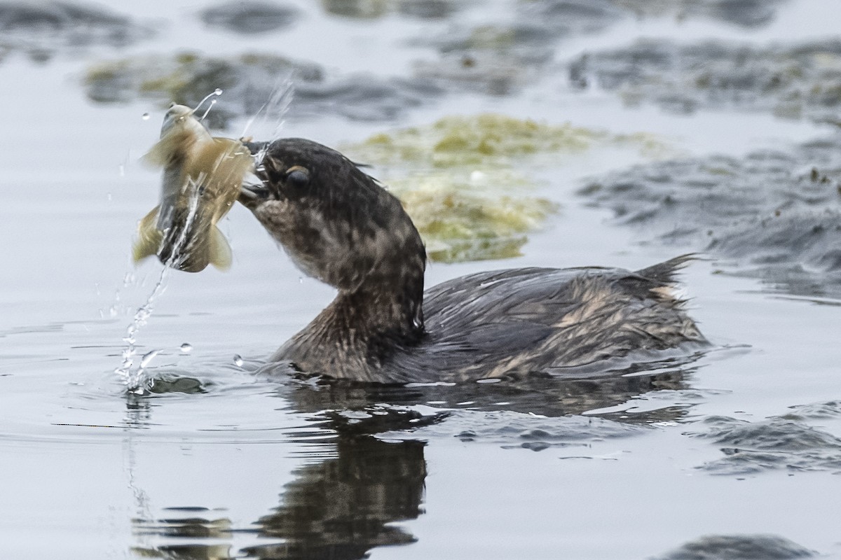 Pied-billed Grebe - ML624131116