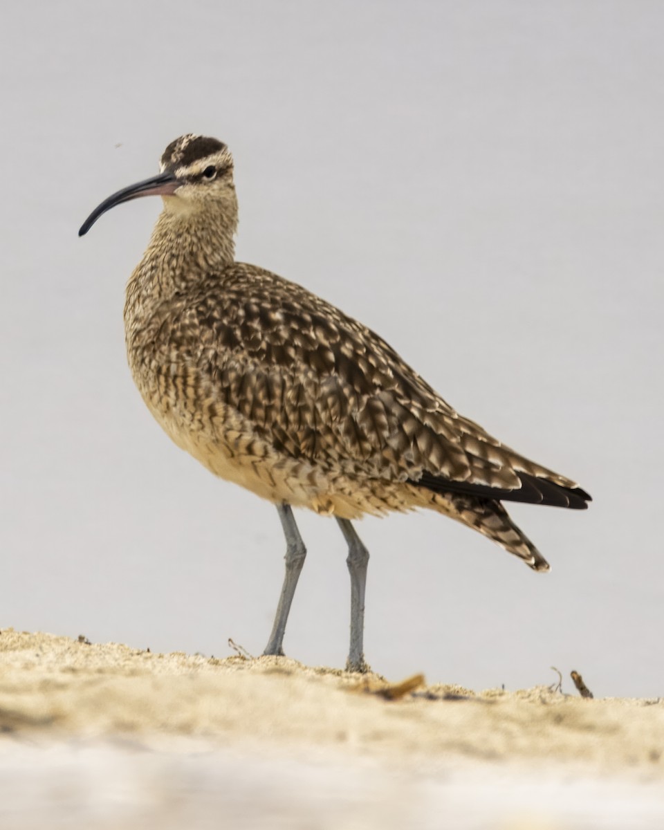 Whimbrel - ML624131146