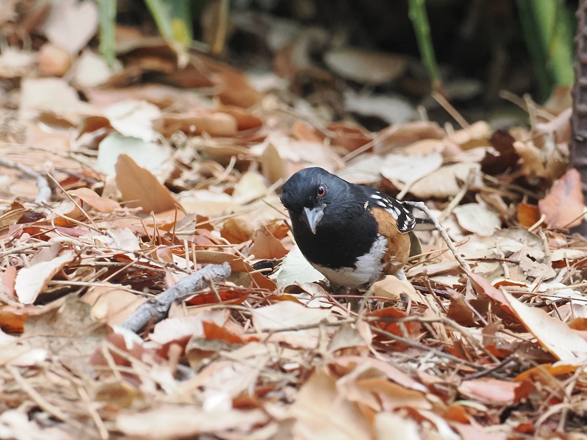 Spotted Towhee - ML624131163