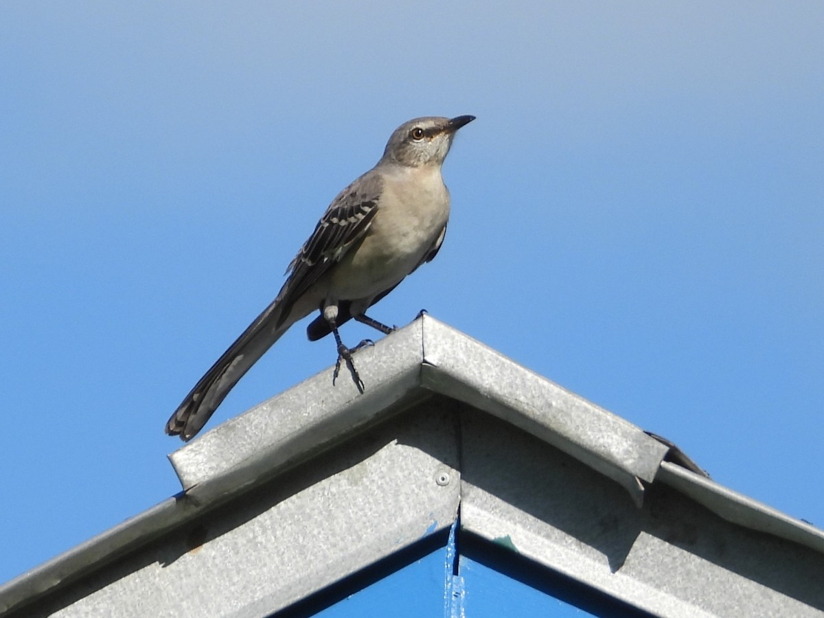 Northern Mockingbird - ML624131169