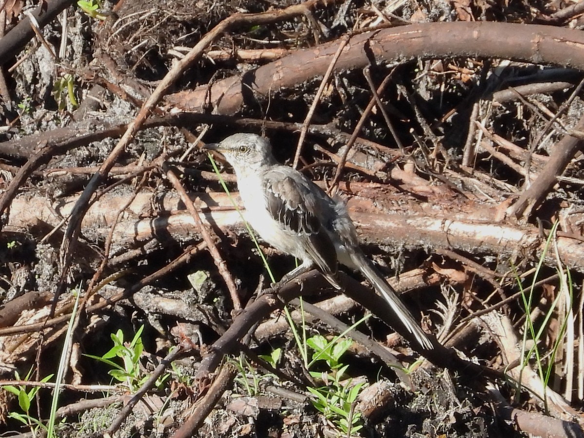 Northern Mockingbird - ML624131170