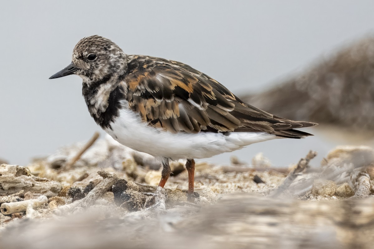 Ruddy Turnstone - ML624131171