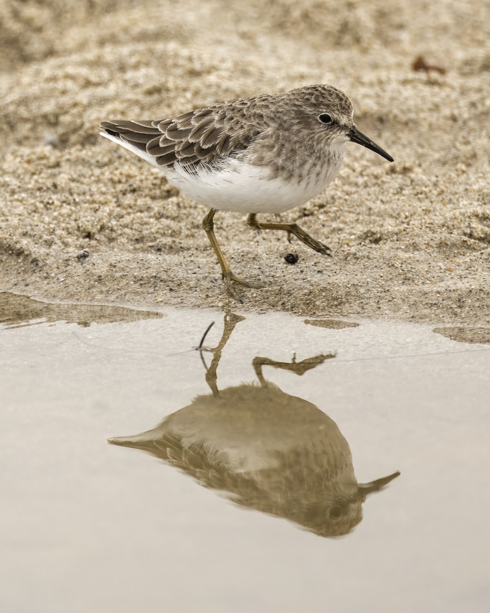 Least Sandpiper - ML624131203