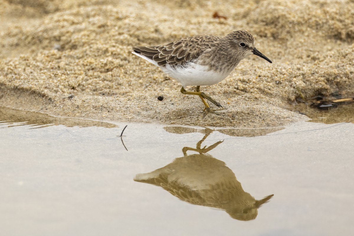 Least Sandpiper - ML624131204