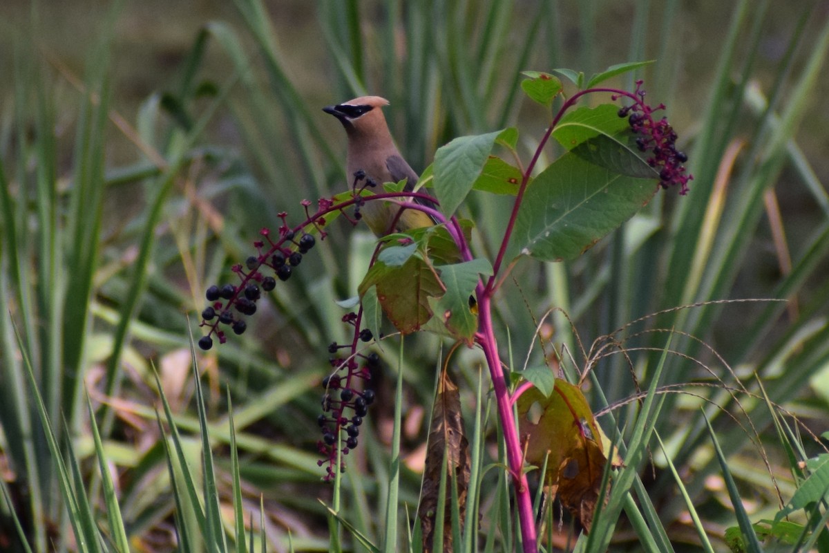 Cedar Waxwing - ML624131205