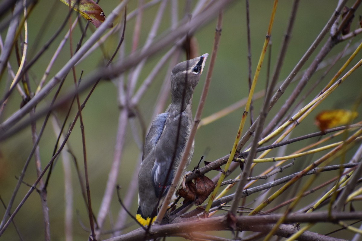 Cedar Waxwing - ML624131206